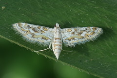 Parapoynx diminutalis