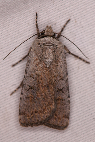 Euxoa bicollaris photo 2