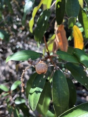 Croton gratissimus gratissimus
