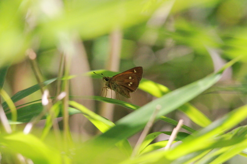 Yehl Skipper photo 2