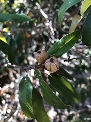 Croton gratissimus gratissimus