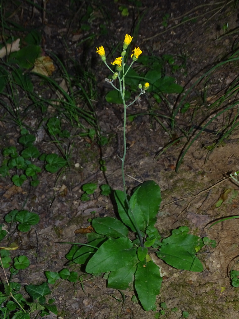 Hieracium rotundatum