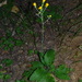 Hieracium rotundatum - Photo (c) uncletom2, some rights reserved (CC BY-NC), uploaded by uncletom2