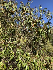 Croton gratissimus gratissimus