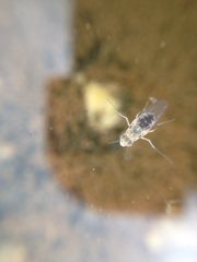 Brachydeutera sydneyensis