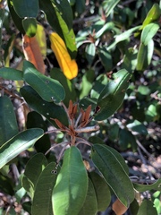 Croton gratissimus gratissimus