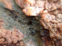 Scopodes