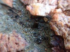 Scopodes
