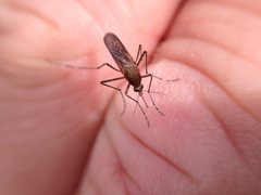 Aedes camptorhynchus