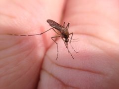 Aedes camptorhynchus