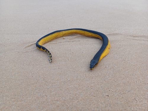 Yellow-bellied Sea Snake — seen at this dive site