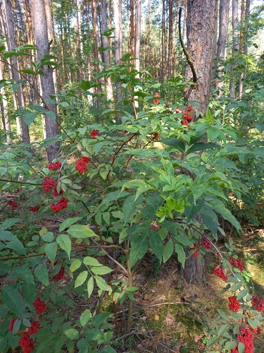 red-berried elder