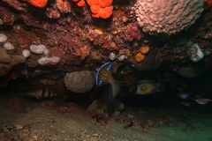 Hypoplectrodes nigroruber