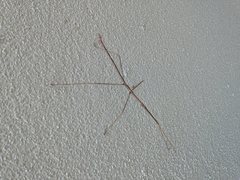 Anophelepis telesphorus