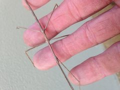 Anophelepis telesphorus