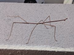 Anophelepis telesphorus