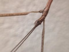 Anophelepis telesphorus