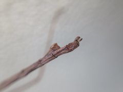 Anophelepis telesphorus