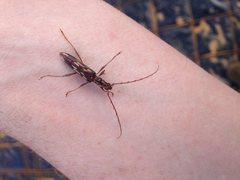 Coptocercus rubripes