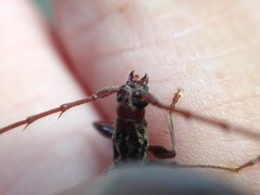 Coptocercus rubripes