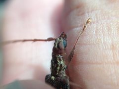 Coptocercus rubripes