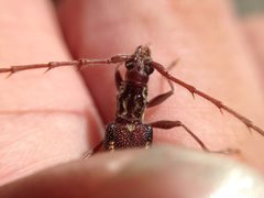 Coptocercus rubripes