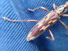 Coptocercus rubripes