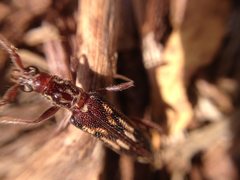 Coptocercus rubripes