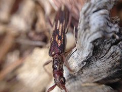 Coptocercus rubripes