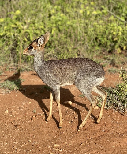 Günther's Dik-dik