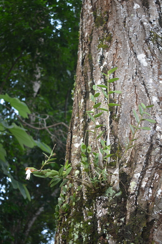 Image of Dendrobium crumenatum by (c) Andreas Christian Yudhistira, some rights reserved (CC BY)