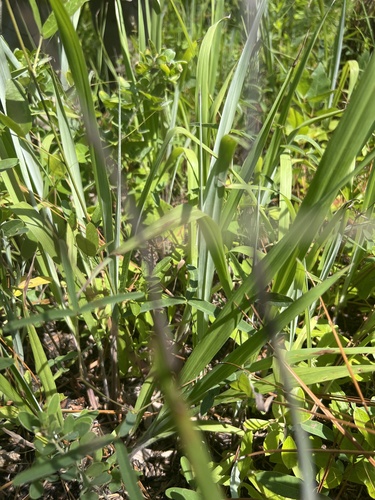Image of Paspalum bifidum by no rights reserved