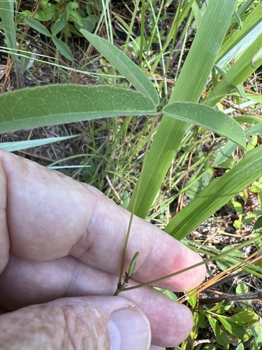 Erect Milkpea (Galactia erecta)