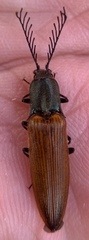 Ctenicera virens