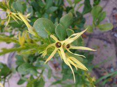 Anthocercis littorea