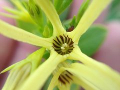 Anthocercis littorea