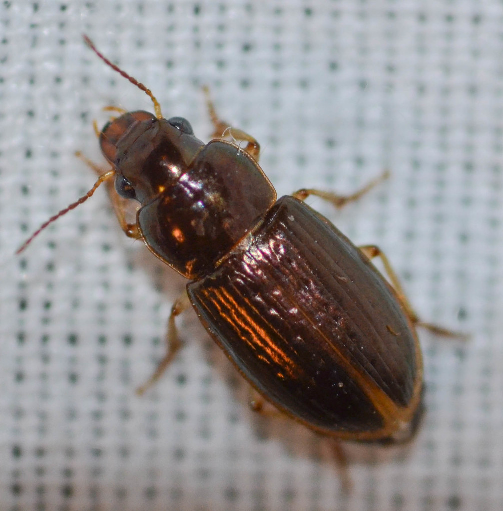 Selenophorus aequinoctialis