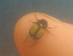 Liparetrus discipennis