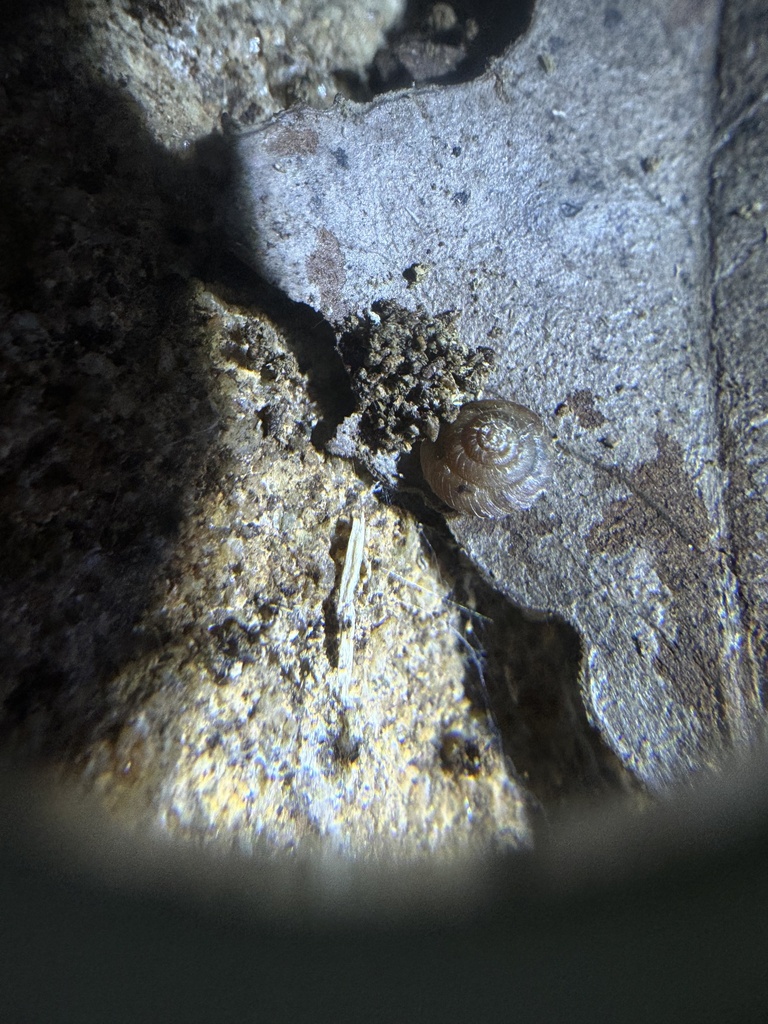 Ngairea murphyi