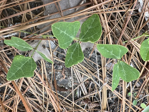 Image of Phaseolus polystachios by no rights reserved