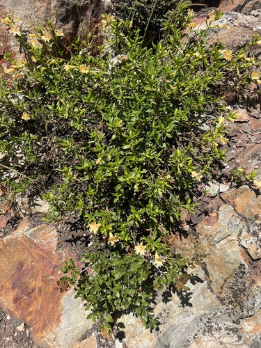Image of Diplacus grandiflorus by no rights reserved