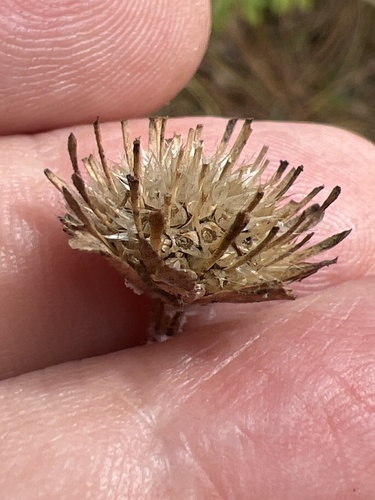 Image of Marshallia obovata by no rights reserved