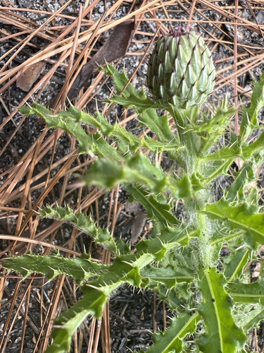 Image of Cirsium repandum by no rights reserved