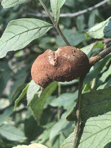 yellow trumpetbush gall rust