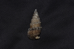 Rhinoclavis sinensis