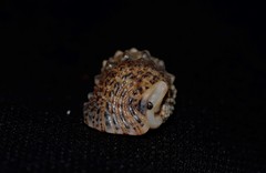 Rhinoclavis sinensis