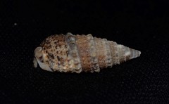 Rhinoclavis sinensis