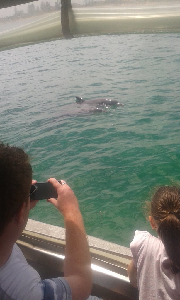 Tursiops aduncus<br>18 November, 2024