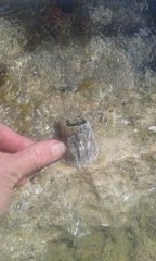 Austromegabalanus nigrescens