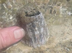 Austromegabalanus nigrescens